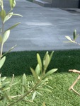 人工芝はサンプルのお取り寄せもできます。
本物のようなレベルの高い人工芝。